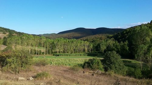 Scenic view of landscape against clear sky