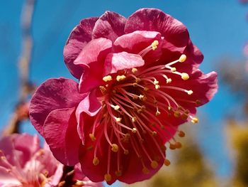 Close-up of pink rose flower