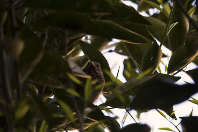 Low angle view of leaves on tree