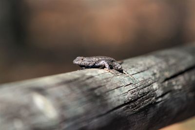 Close-up of lizard on wood