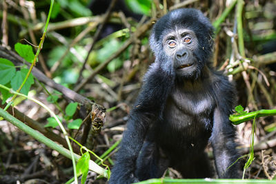 Close-up portrait of chimpanzee infant by plants