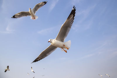 Low angle view of seagulls flying in sky