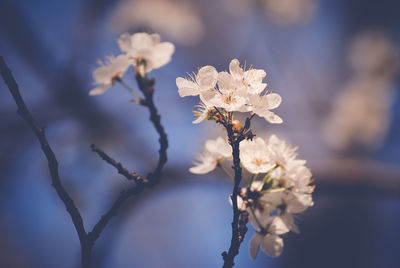 Close-up of white flowers blooming on tree