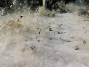 Close-up of birds in water
