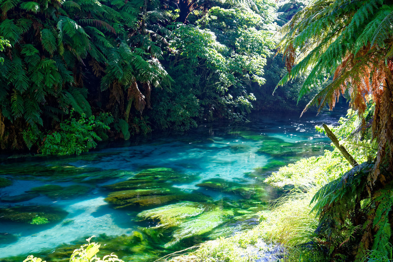 SCENIC VIEW OF RIVER FLOWING THROUGH FOREST