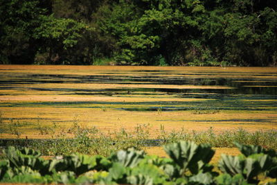 Scenic view of field