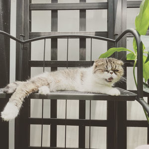 Portrait of cat sitting on railing