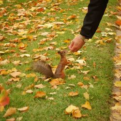 Leaves on field