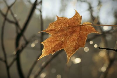 Brown maple leaf in autumn