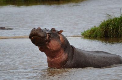 Close-up of horse swimming in river