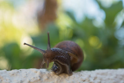 Close-up of snail