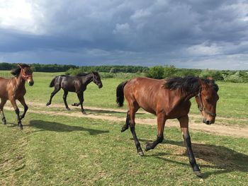 Horses grazing on field against sky