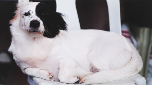 Close-up portrait of a dog