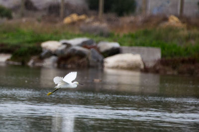 Bird in water