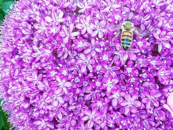 High angle view of purple flowering plant