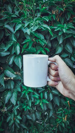 Cropped hand having drink in cup against plants