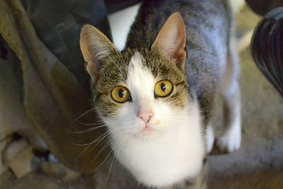 High angle view portrait of cat