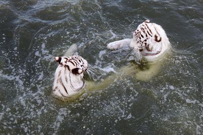 High angle view of tiger swimming in lake