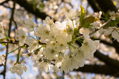 Close-up of white flowers