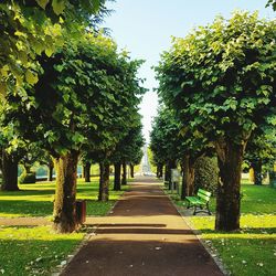 View of trees in park