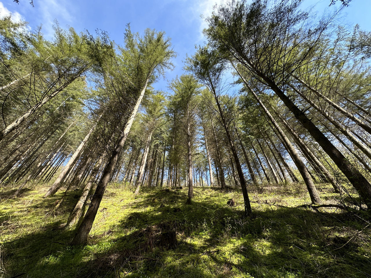 plant, tree, land, beauty in nature, sky, tranquility, growth, nature, forest, no people, tranquil scene, scenics - nature, non-urban scene, green, sunlight, day, low angle view, woodland, environment, tree trunk, leaf, trunk, branch, landscape, cloud, outdoors, coniferous tree, pine tree, natural environment, pinaceae, idyllic, wilderness, spruce, pine woodland