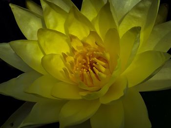 Close-up of yellow flowering plant