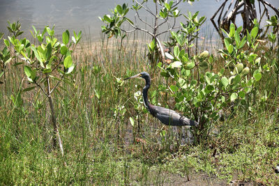 High angle view of gray heron perching on lake