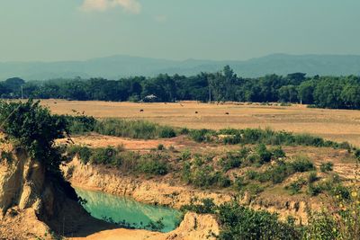 Scenic view of field against sky