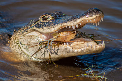 Alligator eating blue crab