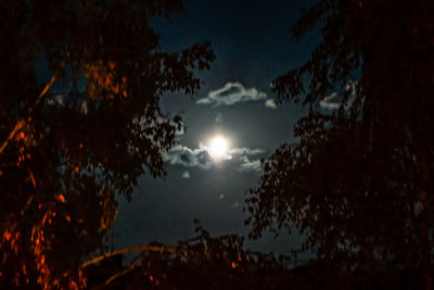 Low angle view of silhouette trees against sky at night