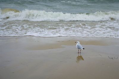 High angle view of seagull on beach