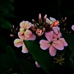 Close-up of pink flowers blooming outdoors