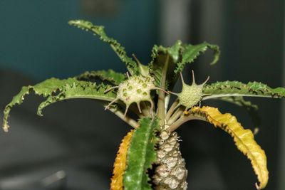 Dorstenia on night