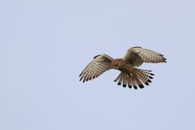 Low angle view of bird flying against clear sky