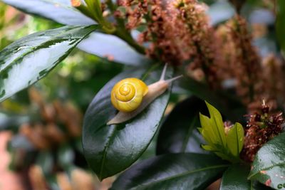 Close-up of snail on plant