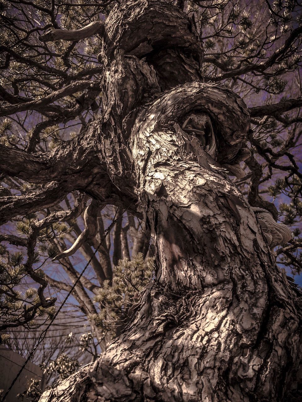 tree, branch, low angle view, nature, no people, sunlight, outdoors, growth, sky, day, beauty in nature