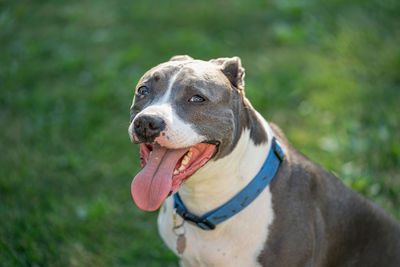 Close-up of a pitbull terrier looking away