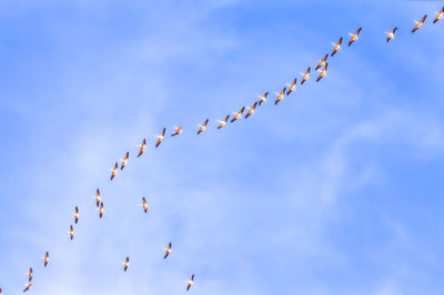 Low angle view of kites flying against sky