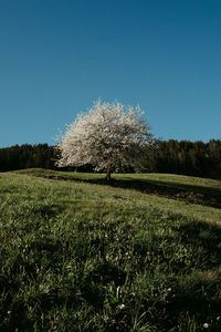 Scenic view of field against clear sky