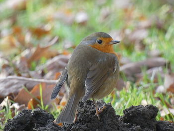 Close-up of bird perching on rock