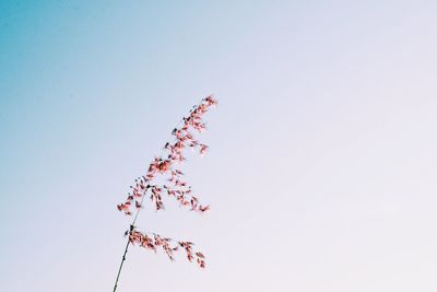 Low angle view of pink flowering plant against clear sky