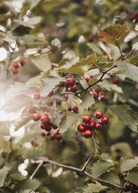 Close-up of berries growing on tree