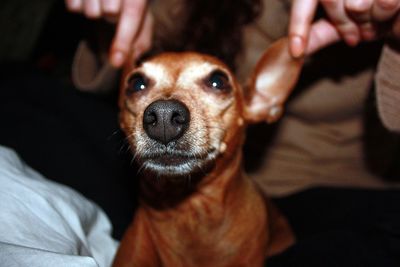 Affectionate little puppy of brown domestic pinscher