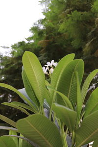 Close-up of insect on plant