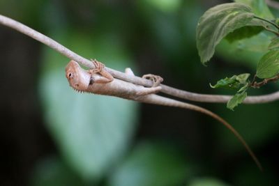 Close-up of lizard on branch