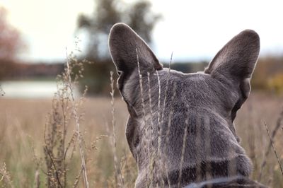 Close-up of dog on field