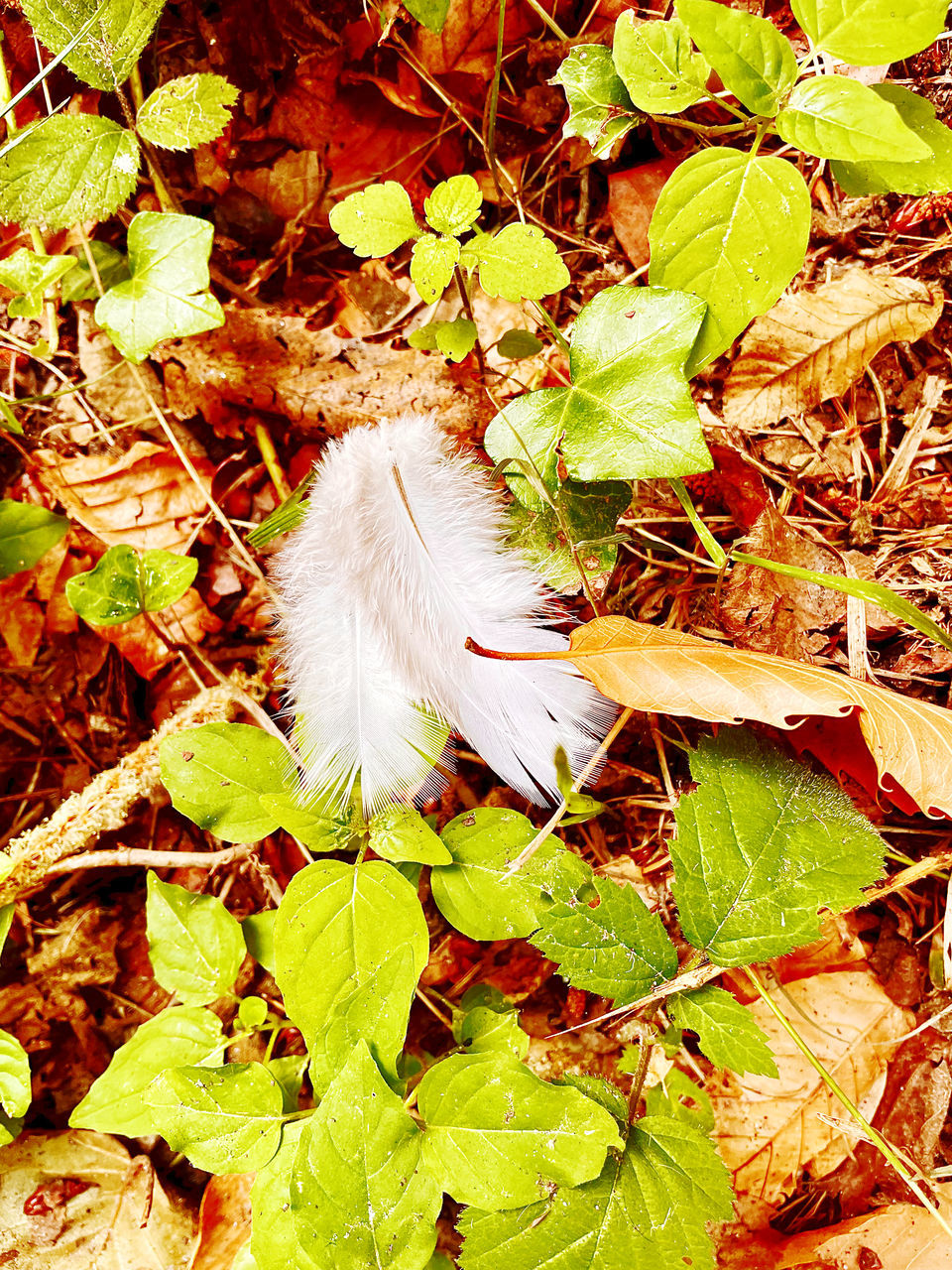 TwinAngels Feathers Faeries  Leaf Plant Part Plant Nature Growth Flower Autumn Fragility High Angle View No People Day Green Beauty In Nature WoodLand Land Field Wildlife Forest Close-up