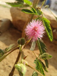 High angle view of thistle