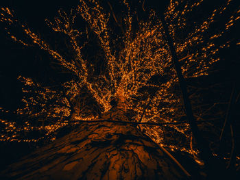 Low angle view of illuminated trees during winter at night