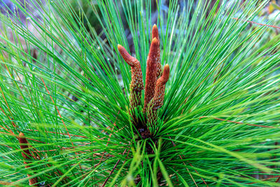 Close-up of pine cone on field